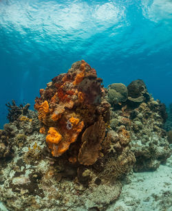 Fish swimming in sea