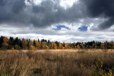 Beautiful landscape with field and forest with in autumn colors on overcast day horizontal view