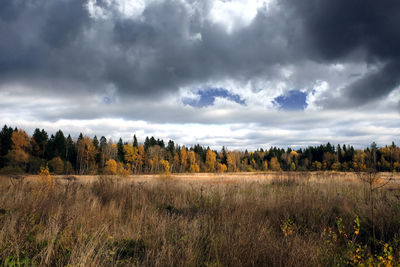Panoramic shot of trees on land against sky