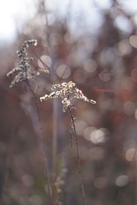 Close-up of wilted plant