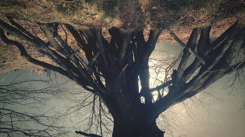 Bare tree in a forest