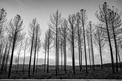 Bare trees on field against sky