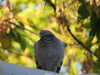 Close-up of pigeon perching on branch