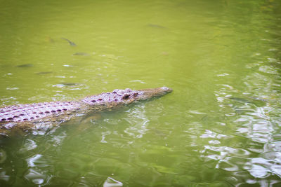 High angle view of crocodile in lake