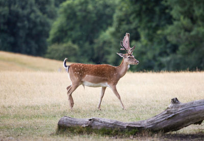 Deer standing on field