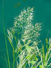 Close-up of fresh plants on field against clear sky