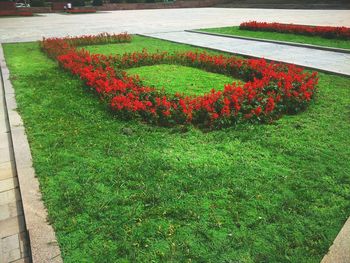 High angle view of red rose in garden