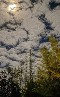 Low angle view of trees against sky