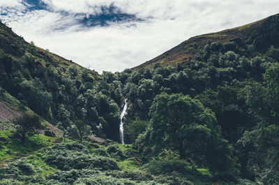 Scenic view of forest against sky