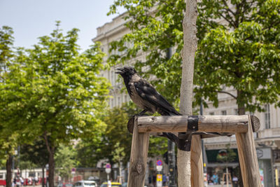 Low angle view of bird perching on tree