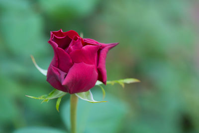 Close-up of pink rose