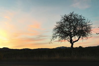 Silhouette tree against sky during sunset