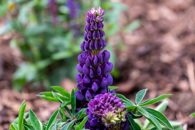 Close-up of purple flowering plant