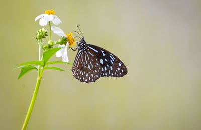 Close-up of butterfly pollinating on flower