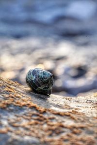 Close-up of shell on rock