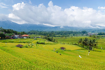 Scenic view of agricultural field against sky