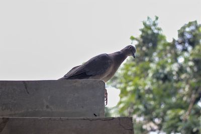 Low angle view of bird perching against clear sky