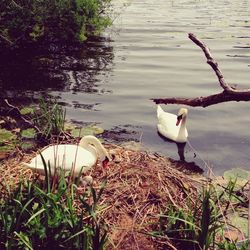 Swans swimming in lake