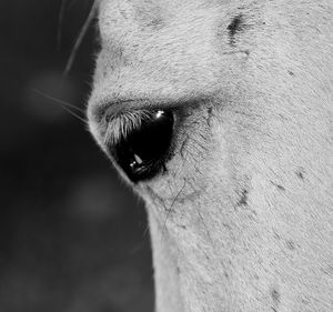 Close-up of a horse