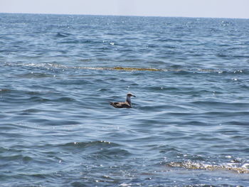 Bird swimming in sea