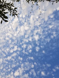 Low angle view of tree against sky