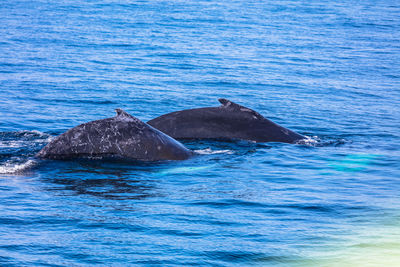 Two whales in sea