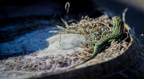 High angle view of potted plant