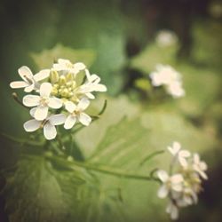 Close-up of white flowers