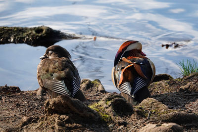 Rear view of two birds on rock