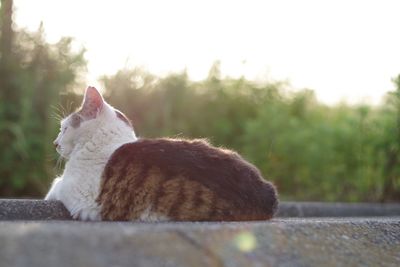 Side view of a cat looking away