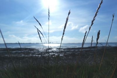 Close-up of grass against calm sea