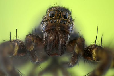 Close-up of spider