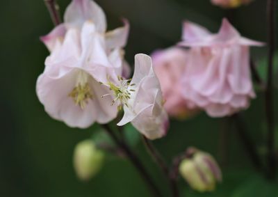 Close-up of fresh purple flowers