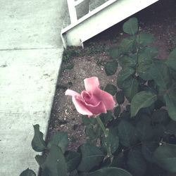 Close-up of pink rose