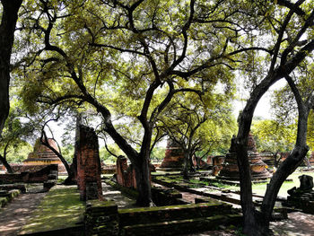 Trees in a park