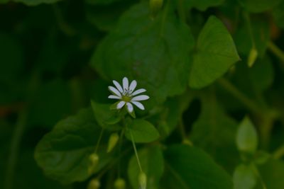 Close-up of flowering plant