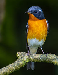 Close-up of bird perching on branch