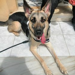 High angle portrait of dog on floor