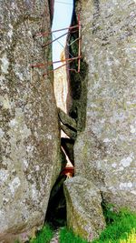 Close-up of plant growing on rock against wall