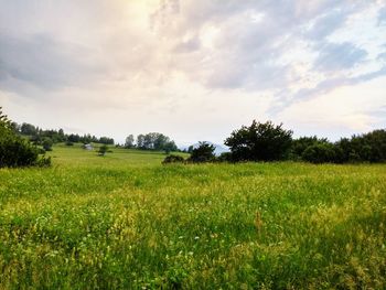 Scenic view of grassy field against sky