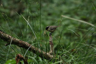 Close-up of lizard on land