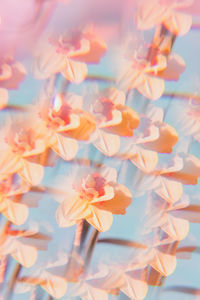 Close-up of pink water lily