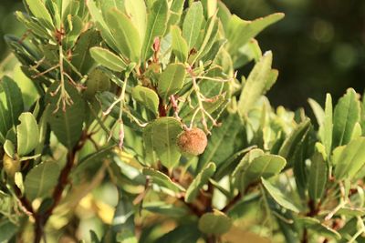 Close-up of fruits growing on tree