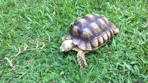 Sheep on grassy field