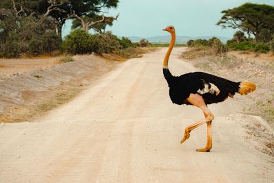 A lone male ostriche crossing a dirt road in amboseli national park in kenya