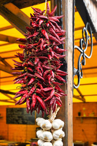 Close-up of seafood in greenhouse