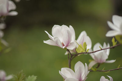 Close-up of white flowering plant