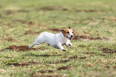 Dogs running on field