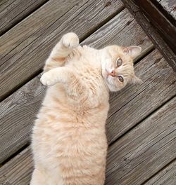 High angle view of cat on wooden floor