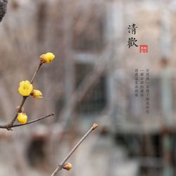 Close-up of yellow flowers against blurred background